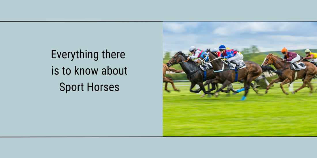 Featured Blog image of horses racing with the caption "everything there is to know about sport horses"