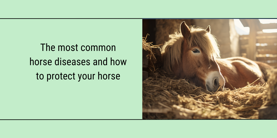 Featured Blog image about "The most common horse diseases and how to protect your horse"