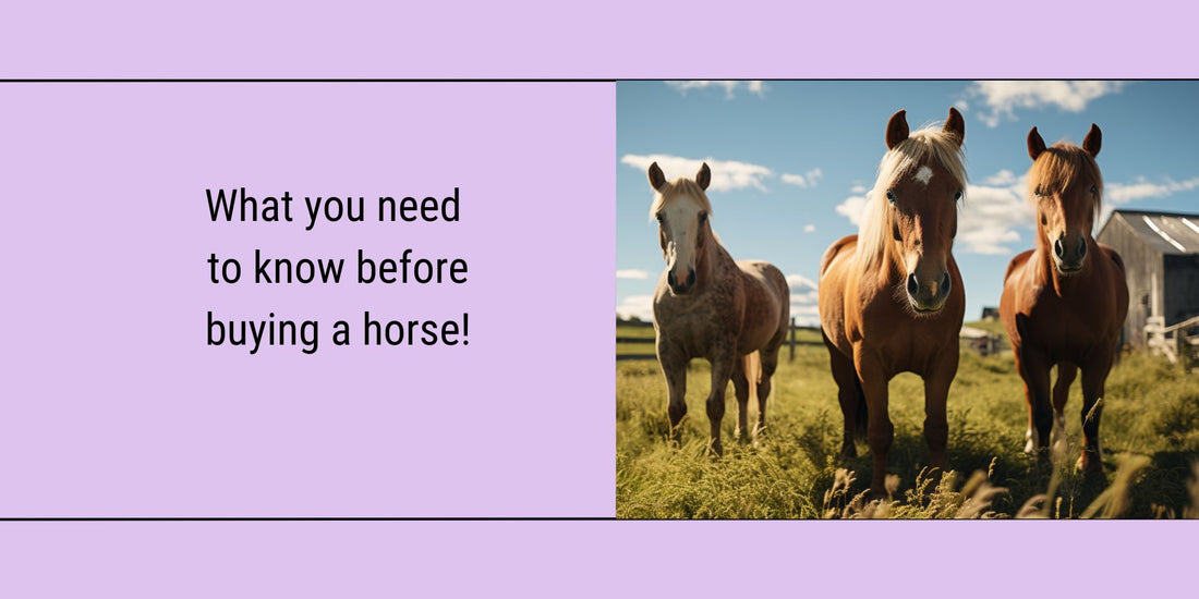 Blog featured image about what you need to now before buying a horse with 3 horses on the front