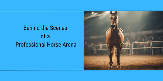 horse standing in a riding arena